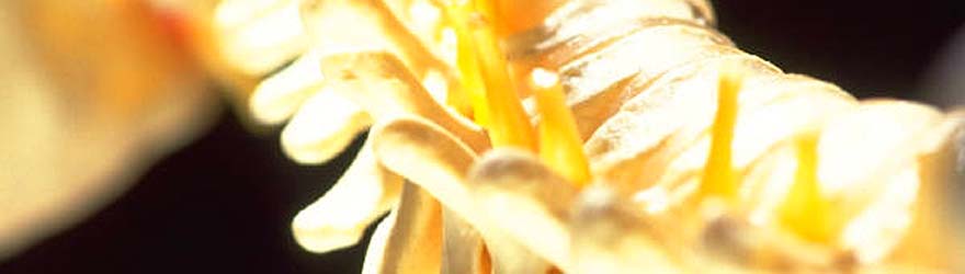 spinal-structure.jpg